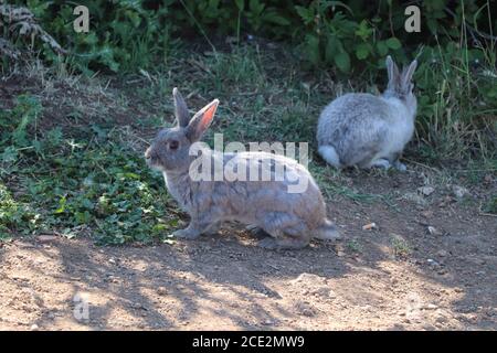 Kaninchen im Park Stockfoto