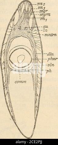 . Zeitschrift für wissenschaftliche Zoologie . der Wurzel Trennen,bald ein kürzeres oder längeres Stück unter-einander vereinigt sind, um dann pinselartigoder unter baumartiger Verzweigung auseinem-der zu strahlen. Man wird hier bald eineGruppe von Fasern als »Nerv« zeichnen,bald einzelne Nervenfasern. Ich habe hauptsächlich die größeren for-men, also die Mesostomida, insbesondere derNeren untersucht, und will zuerst an derHaud des beigewohnten Schemas (Textfig. 5)das Nervensystem von MES. Liniia prechen.Vorwärts geht jederseits eine Gruppe vonNerven ab, die vordere Körperende ver-s Stockfoto