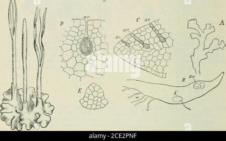 . Pflanzen und ihre Verwendung; eine Einführung in die Botanik . Abb. 342. – Regenschirm-Livrewort. Thallus (i), der auf den oberen Sevenbrut-Cups mit winzigen Brut-Körpern zeigt; und unterhalb von numerouspseudo-Wurzeln. (Atkinson.) 522 LEBENSGESCHICHTEN ob es ho ;i Algen, eine Flechte, eine liverwDrt, oder eine der höheren phmts. Im strengsten botanischen Gebrauch gehört es nur zu ungefähr 5,000 Arten der kleinen grünen i) Lanzen, die Pseudo-Blätter gewöhnlich spiralförmig auf einem i) seudo-Stamm angeordnet haben, und PM-duce Sporen in urnenartigen Fällen, die meistens durch den Deckel öffnen. a.r^ -. Abb. 343. – Horned-liverwort (Antlwccros Ucvis, Ilorncfl-livcrwort laiii Stockfoto