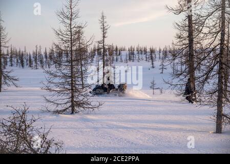 Ein Nenet-Mann, der ein Schneemobil unter spärlichen Bäumen in einer verschneiten Tundra fährt, Jamal-Nenets Autonomous Okrug, Russland Stockfoto