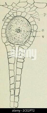 . Pflanzen und ihre Verwendung; eine Einführung in die Botanik . Abb. .341, IV. – Unihrelhirliverwort. Me, Cluster von jungen Sporen; sp, Sport.an elater. Ein Stück von der gleichen, zeigt die elastische Feder-wie Spiralverdickung in. Alles sehr vergrößert. (Atkinson.) DIE WAHREN MOOSE 521. Stockfoto