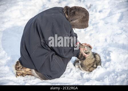 Ein Nenet mit traditioneller Kleidung, der seinen samoyed Hund im Schnee kuschelt, Yamalo-Nenets Autonomous Okrug, Russland Stockfoto