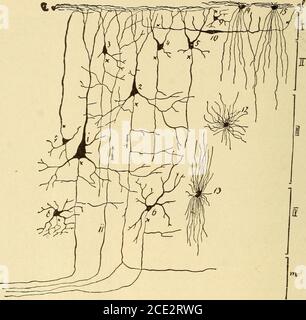 . Erkrankungen des Nervensystems . Abb. 5S. – Sectiox theough the Cor-tex of a frontal Convolution;zu den linken Zellen Staixed by Golgis Method, zu der RightFibers Staixed by vVeigertsMethod. (Nach Edinger.) 64 HISTOLOGIE DES ZENTRALNERVENSYSTEMS Hier nehmen sie an jenem Projektionsfasersystem Teil, das von allen Seiten der Großhirnrinde zu jeder Hemisphäre übergeht, ebenso wie die sogenannte Fibrilla-. Abb. 59. – EINE teilweise diagrammatische Darstellung des Cortex des Cerebrum nach dem Färben mit Silber. I, Molekulare Schicht; II, kleine Pyramidenzellen; III, große Pyramidenzellen; IV, polymorphe Zellen Stockfoto