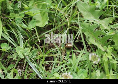 Tote Eidechse zerfallen im Garten Stockfoto