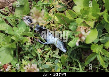 Tote Eidechse zerfallen im Garten Stockfoto