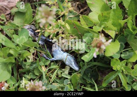 Tote Eidechse zerfallen im Garten Stockfoto