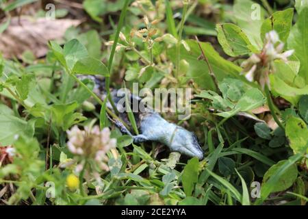 Tote Eidechse zerfallen im Garten Stockfoto