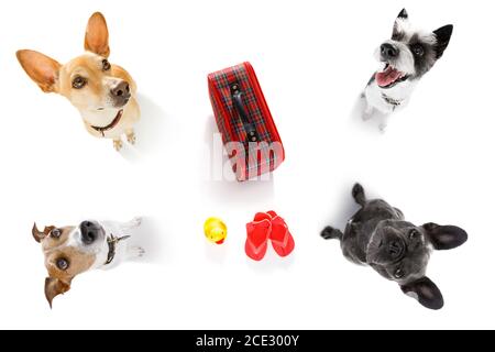 Ein paar Hunde im Urlaub Stockfoto