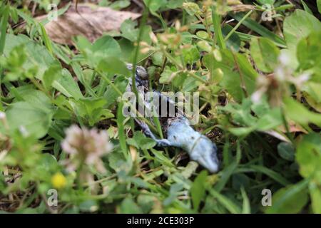 Tote Eidechse zerfallen im Garten Stockfoto