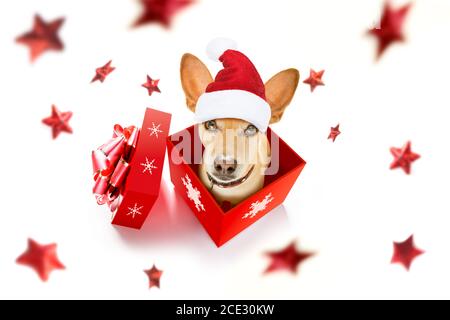 weihnachtsmann Hund Stockfoto