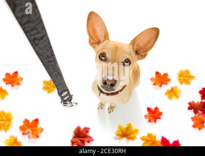 Hund mit Leine wartet auf einen Spaziergang Stockfoto