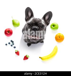 Hungriger Hund mit vegan gesunden Früchten Stockfoto