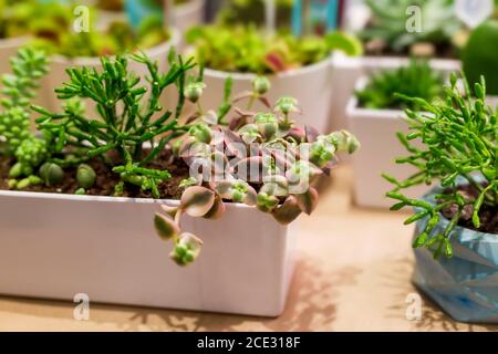 .Sukkulenten Gärten in einem weißen dekorativen Topf für die Innendekoration. Stockfoto