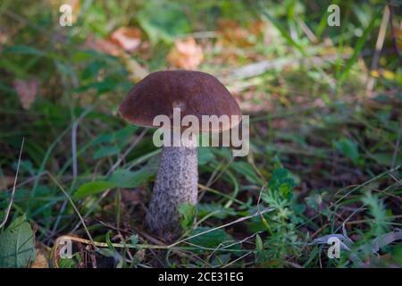 Essbarer Pilz Leccinum aurantiacum mit orangen Kappen. Stockfoto