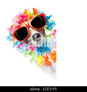 lustiger Hund hawaiian Lei und Sonnenbrillen Stockfoto