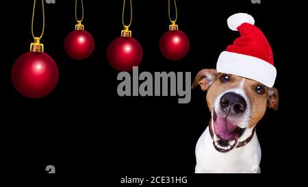 weihnachtsmann Hund isoliert auf schwarz Stockfoto