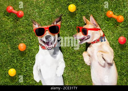 Zwei lustige spielende Hunde Stockfoto