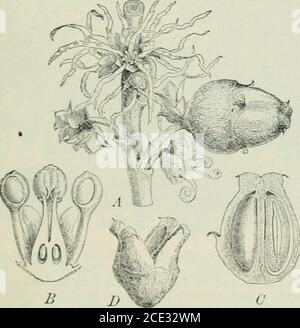 . Pflanzen und ihre Verwendung; eine Einführung in die Botanik . Abb. 164, I. – Hexe-Hasel. {Hamamelis virginica. Hexe-Hasel Familie, Hamamelidacece). Blühender Zweig. (Baillon.) - Strauch oder Baum wachsen etwa 8 m hoch; Blätter flauschig auf Adern darunter; Blüten gelb, erscheinen spät im Herbst; Frucht blass bräunlich; Samen schwarz, Schuß gewaltsam aus den Schoten, wenn sie reif. Heimische Heimat. Ost-Nordamerika... Abb. 164, II. – Witch-Hasel. A. Blumen und Früchte. B, Blume verticallyund mit Blütenblättern entfernt geschnitten. C, Frucht, unreif, vertikal geschnitten, um das Schilf zu zeigen. D, reife Früchte. (Baillon.) 172 HEILPFLANZEN UND GIFTIGE PFLANZEN I Stockfoto