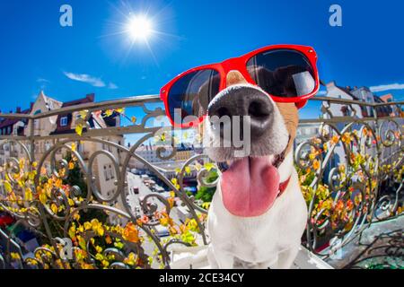 Verrückte dumme dumme Hund Fisheye aussehen Stockfoto