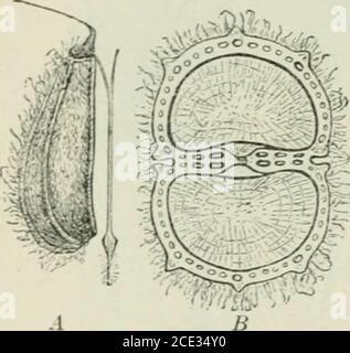 . Pflanzen und ihre Verwendung; eine Einführung in die Botanik . Abb. 140. Stockfoto