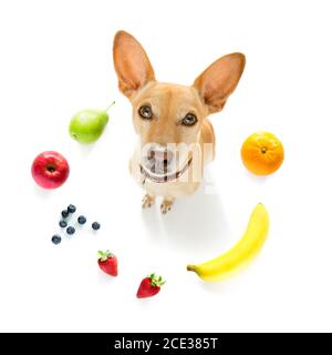 Hungriger Hund mit vegan gesunden Früchten Stockfoto