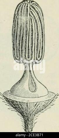 . Pflanzen und ihre Verwendung; eine Einführung in die Botanik . Abb. 80, II. – Kürbis, staminate Blume, vertikal geschnitten. (Baillon) Abb. 80, III. – Kürbis, das gleiche mit Kelch und Corolla entfernt, um die vereinigten Staubgefäße zu sehen, vergrößert. (Baillon.) Stockfoto