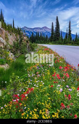 Sommer Wildblumen am Mount Revelstoke, British Columbia, Kanada. Stockfoto