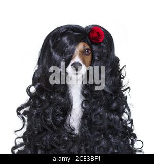 valentines in Liebe spanischen lola Hund Stockfoto