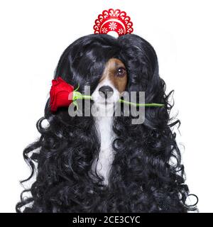 valentines in Liebe spanischen lola Hund Stockfoto