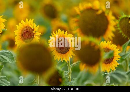 Sonnenblumen in voller Blüte Stockfoto