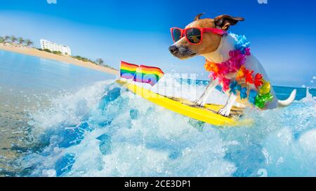 Surfer Hund am Strand Stockfoto