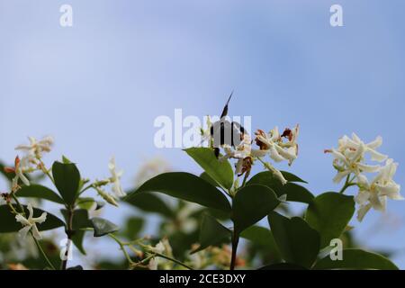 Holzbiene auf Jasminblüten Stockfoto