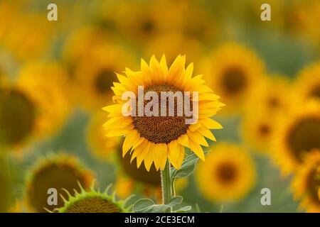 Sonnenblumen in voller Blüte Stockfoto