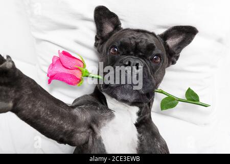 valentinstag Hund Selfie Stockfoto