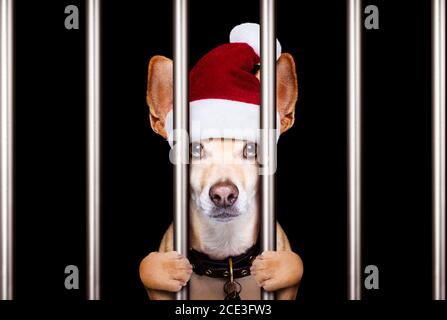 weihnachten Mugshot Hund Stockfoto