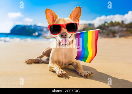 Surfer Hund am Strand Stockfoto