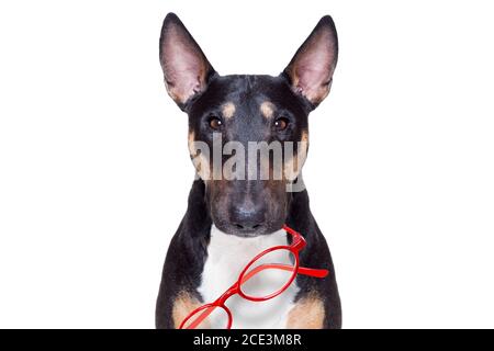 Business Boss Dog Stockfoto
