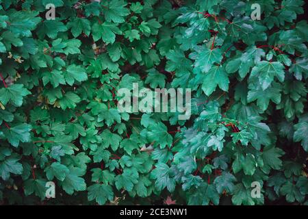 Vollformat grün hinterläßt Hintergrund Stockfoto