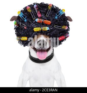 verrückte lockiges Haar Hund Stockfoto