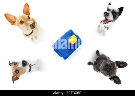 Ein paar Hunde im Urlaub Stockfoto