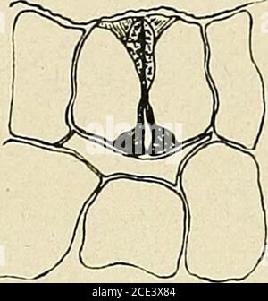 . Bulletin de la Société botanique de Genève . Stockfoto