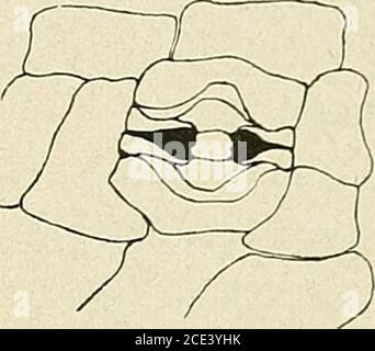 . Bulletin de la Société botanique de Genève . Stockfoto