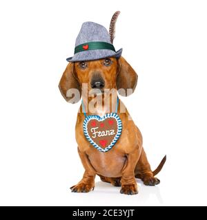 bayerisches Bier Dackel Wurst Hund Stockfoto