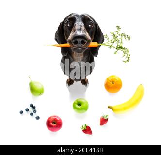 Hungriger Hund mit vegan gesunden Früchten Stockfoto