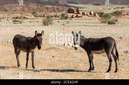 Esel in der Wüste in der Nähe von Brandberg Berg, Namibia Stockfoto