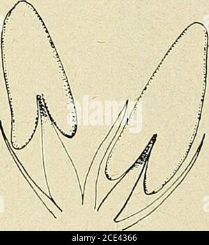 . Bulletin de la Société botanique de Genève . Stockfoto