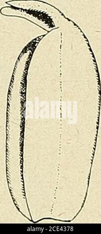 . Bulletin de la Société botanique de Genève . Stockfoto