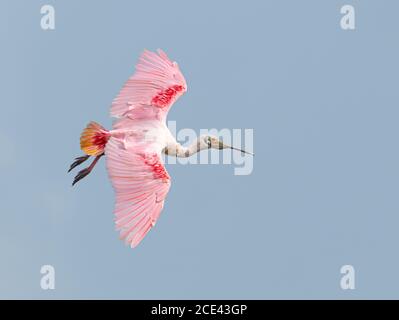 Rosige Löffler im Flug Stockfoto