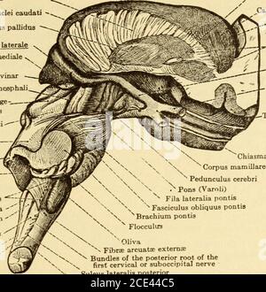 . Erkrankungen des Nervensystems . während die zentrale geht in Richtung des Gehirns, und nach der Bildung der gut bekannten Chiasmus an der Basis des Gehirns (vor der Knolle cinereum) umkreist die zerebralen Peduncles als die Optik-Trakt. Der hintere Teil des Sehtraktes verschwindet unter dem Gyrus Hippo-Campi und dem Uncus der Temporallappen, die angehoben werden müssen, wenn wir Capsula internaCauda nuclei Caudati -Globus pallidas Corpus j kteralegeniculatum - mediale Pulvinar Sulcus Vellateralis mesencephali Brachium quadrige-.minum inferius Trigonum lemnisciBrummedullum conjumedullum Stockfoto