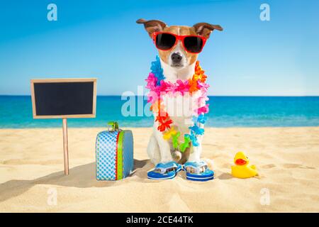 Touristenhund am Strand Stockfoto